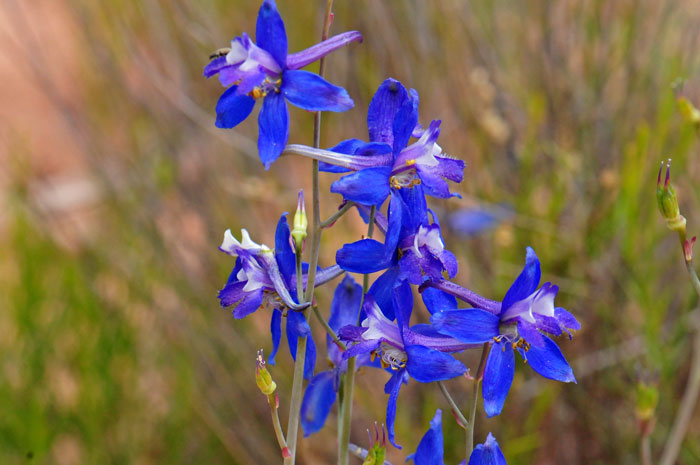 Delphinium scaposum, Tall Mountain Larkspur